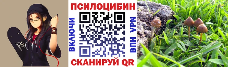Галлюциногенные грибы Psilocybe  Нижнекамск 
